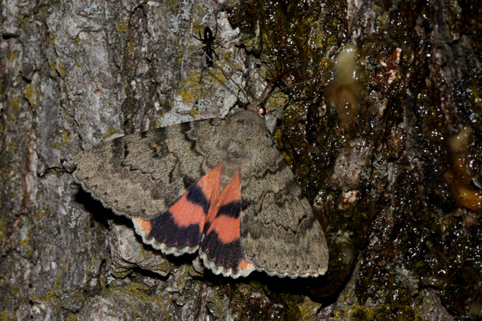 Catocala puerpera